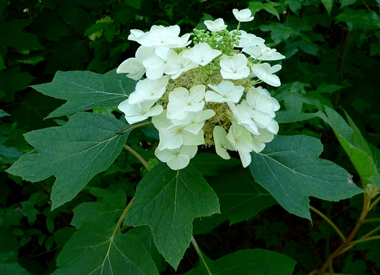 {Hydrangea quercifolia}